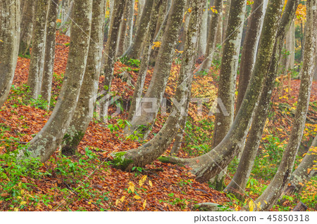 Niigata _ superb view _ beautiful forest _ autumn leaves Niigata _ superb view _ beautiful forest _ autumn leaves 45850318