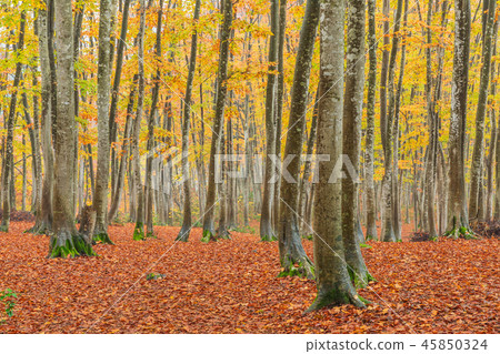 Niigata _ superb view _ beautiful forest _ autumn leaves 45850324