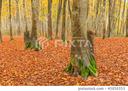 Niigata _ superb view _ beautiful forest _ autumn leaves Niigata _ superb view _ beautiful forest _ autumn leaves 45850353