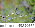 Broadbilled hummingbird 45850652