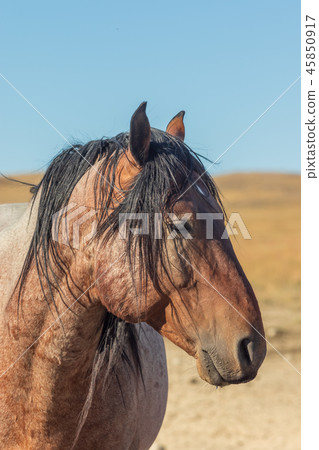 Wild Horse Portrait Wild Horse Portrait 45850917