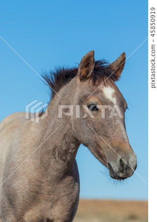 Wild Horse Portrait Wild Horse Portrait 45850919