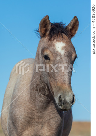 Wild Horse Portrait Wild Horse Portrait 45850920