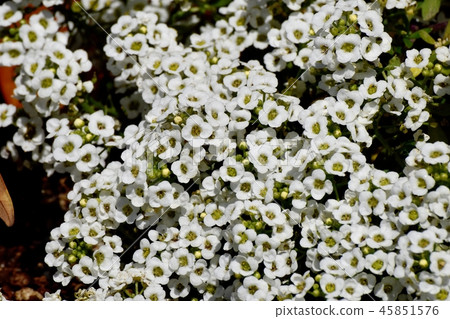 Alissum盛開在三鷹中原（甜allysum） 45851576