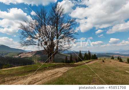 Beech tree in spring mountains 45851708