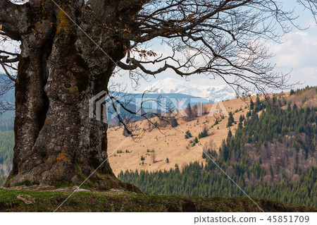 Beech tree in spring mountains 45851709