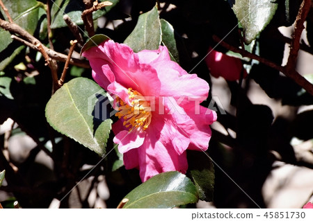 粉紅色的kangbaki盛開在三鷹中原（Yabutsubaki） 45851730