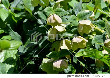 聖誕節玫瑰開花在三鷹中原 45851769