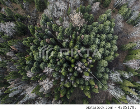 Aerial view of the coniferous autumn forest. Aerial view of the coniferous autumn forest. 45851793