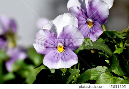 A light purple viola that blooms in Mikasa Nakahara A light purple viola that blooms in Mikasa Nakahara 45851805