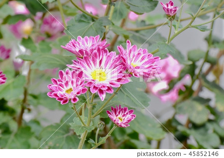 在三鷹中原開花的噴霧裝置 在三鷹中原開花的噴霧裝置 45852146