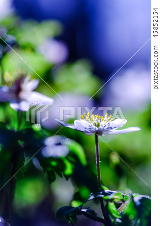 Wood anemone blooming towards the early spring sun 45852154
