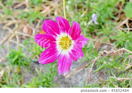 Garden dahlia blooming in Mitaka Nakahara 45852484