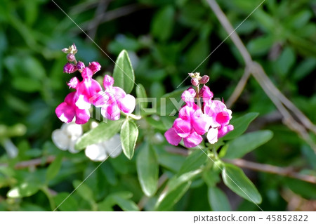 Salvia microfilla blooming in Mitaka Nakahara 45852822