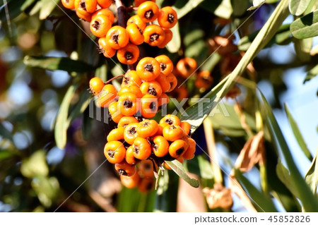 The fruit of pyracantha (Tachibanamodoki) which will be Mitaka Nakahara The fruit of pyracantha (Tachibanamodoki) which will be Mitaka Nakahara 45852826