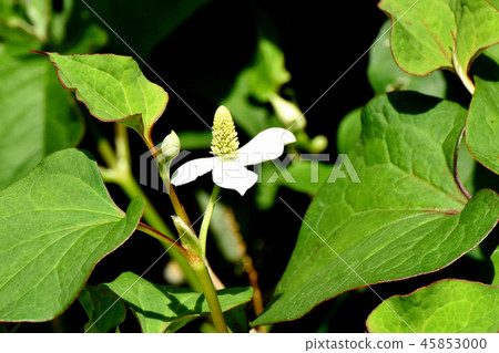 開花在三鷹中原的白色dokudami花 45853000