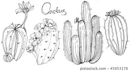 Vector Cactus. Floral Botanical Flower. Black - Stock Illustration 