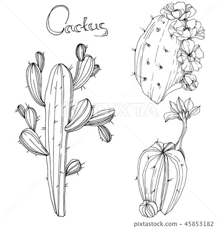 Vector Cactus. Floral botanical flower. Black and white engraved ink art. Isolated cacti Vector Cactus. Floral botanical flower. Black and white engraved ink art. Isolated cacti 45853182
