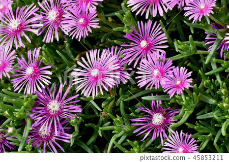 Pink pineapple blooming in Mitaka Nakahara 45853211