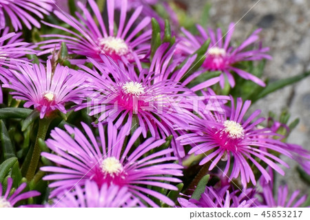 Pink pineapple blooming in Mitaka Nakahara 45853217