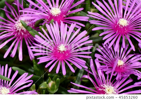 Pink pineapple blooming in Mitaka Nakahara 45853260