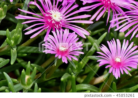 Pink pineapple blooming in Mitaka Nakahara 45853261
