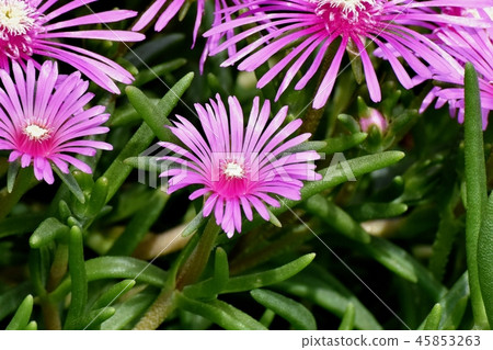Pink pineapple blooming in Mitaka Nakahara 45853263