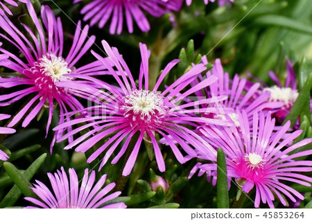 Pink pineapple blooming in Mitaka Nakahara 45853264