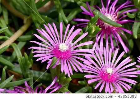 開花在三鷹中原的桃紅色菠蘿 45853398