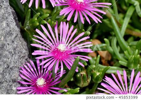 開花在三鷹中原的桃紅色菠蘿 開花在三鷹中原的桃紅色菠蘿 45853399