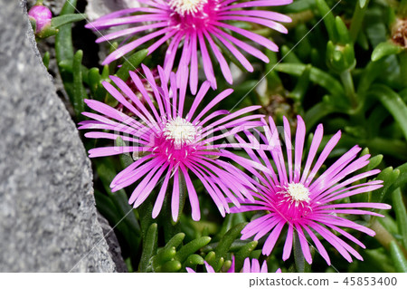 開花在三鷹中原的桃紅色菠蘿 45853400