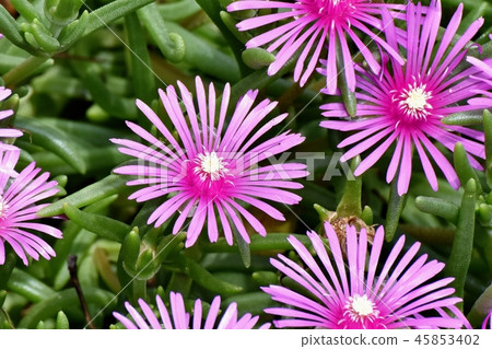 Pink pineapple blooming in Mitaka Nakahara 45853402
