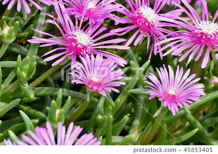 Pink pineapple blooming in Mitaka Nakahara 45853405