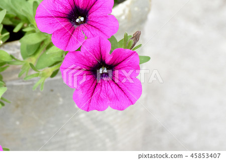 Red petunia blooming in Mitaka Nakahara 45853407