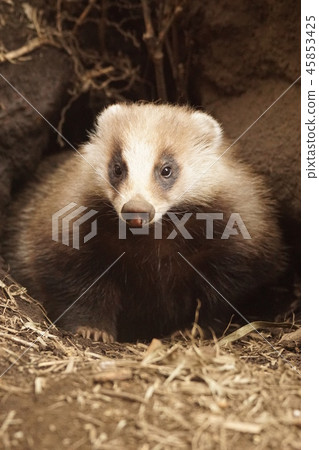 Japanese badger 33 45853425
