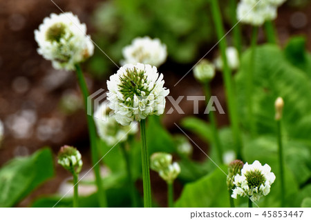 開花在三鷹中原的白三葉草(Shirotsumexa) 開花在三鷹中原的白三葉草(Shirotsumexa) 45853447