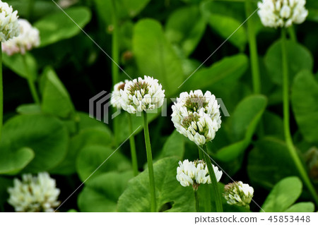 開花在三鷹中原的白三葉草(Shirotsumexa) 開花在三鷹中原的白三葉草(Shirotsumexa) 45853448