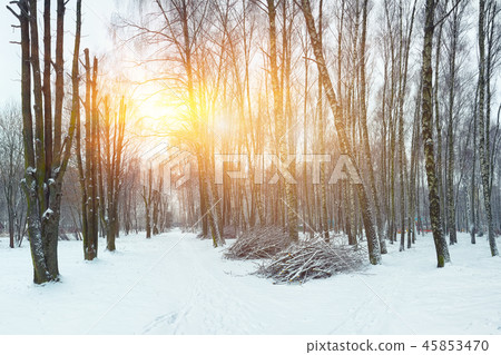 Alley of originally formed trees Alley of originally formed trees 45853470