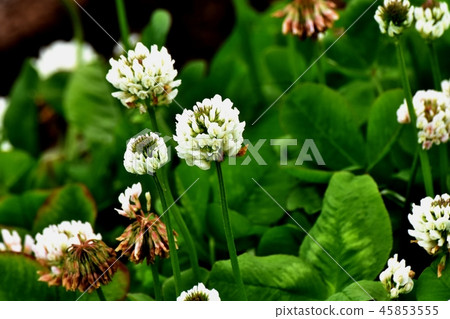 White clover (Shirotsumexa) blooming in Mitaka Nakahara 45853555