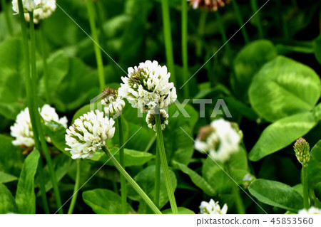 White clover (Shirotsumexa) blooming in Mitaka Nakahara 45853560