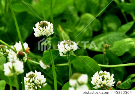 開花在三鷹中原的白三葉草(Shirotsumexa) 開花在三鷹中原的白三葉草(Shirotsumexa) 45853564