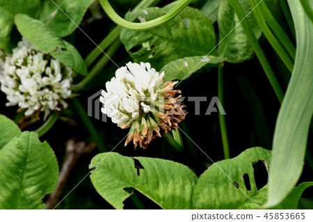White clover (Shirotsumexa) blooming in Mitaka Nakahara White clover (Shirotsumexa) blooming in Mitaka Nakahara 45853665