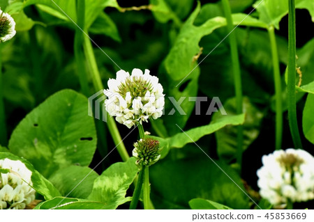 White clover (Shirotsumexa) blooming in Mitaka Nakahara White clover (Shirotsumexa) blooming in Mitaka Nakahara 45853669
