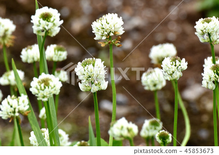 開花在三鷹中原的白三葉草(Shirotsumexa) 開花在三鷹中原的白三葉草(Shirotsumexa) 45853673