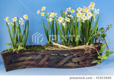 Narcissus and ivy (flower art) made of resin clay Narcissus and ivy (flower art) made of resin clay 45853699