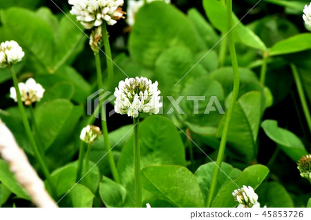White clover (Shirotsumexa) blooming in Mitaka Nakahara. White clover (Shirotsumexa) blooming in Mitaka Nakahara. 45853726