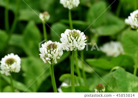 White clover (Shirotsumexa) blooming in Mitaka Nakahara White clover (Shirotsumexa) blooming in Mitaka Nakahara 45853814