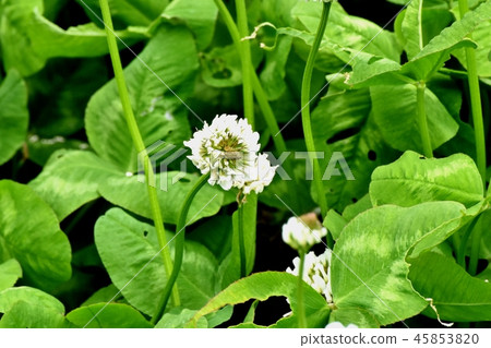 開花在三鷹中原的白三葉草(Shirotsumexa) 開花在三鷹中原的白三葉草(Shirotsumexa) 45853820