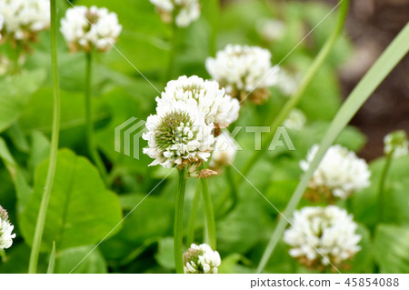 開花在三鷹中原的白三葉草(Shirotsumexa) 開花在三鷹中原的白三葉草(Shirotsumexa) 45854088