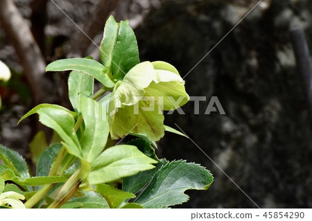 聖誕節玫瑰開花在三鷹中原 45854290